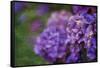 Amethyst-Viviane Fedieu Daniel-Framed Stretched Canvas