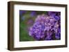 Amethyst-Viviane Fedieu Daniel-Framed Photographic Print