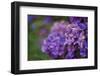 Amethyst-Viviane Fedieu Daniel-Framed Photographic Print