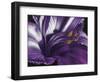 Amethyst-Barbara Keith-Framed Giclee Print