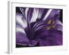 Amethyst-Barbara Keith-Framed Giclee Print