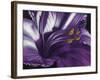 Amethyst-Barbara Keith-Framed Giclee Print