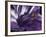 Amethyst-Barbara Keith-Framed Giclee Print