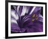 Amethyst-Barbara Keith-Framed Giclee Print