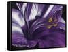 Amethyst-Barbara Keith-Framed Stretched Canvas