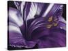 Amethyst-Barbara Keith-Stretched Canvas