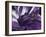 Amethyst-Barbara Keith-Framed Giclee Print