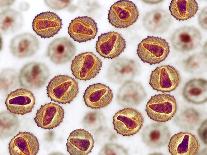 Ebola Virus Particles, TEM-Ami Images-Photographic Print