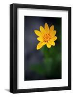 Amica-Ursula Abresch-Framed Photographic Print