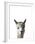 Amicable Alpaca-Assaf Frank-Framed Giclee Print