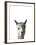 Amicable Alpaca-Assaf Frank-Framed Giclee Print