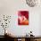 Amid Poppies II-Nick Vivian-Giclee Print displayed on a wall
