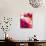 Amid Poppies III-Nick Vivian-Giclee Print displayed on a wall