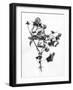 Amid the Flowers 10, 2021 (b/w photo)-Teis Albers-Framed Giclee Print