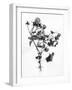 Amid the Flowers 10, 2021 (b/w photo)-Teis Albers-Framed Giclee Print