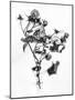 Amid the Flowers 10, 2021 (b/w photo)-Teis Albers-Mounted Giclee Print