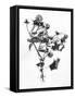 Amid the Flowers 10, 2021 (b/w photo)-Teis Albers-Framed Stretched Canvas