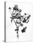 Amid the Flowers 10, 2021 (b/w photo)-Teis Albers-Stretched Canvas