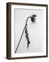 Amid the Flowers 15, 2021 (b/w photo)-Teis Albers-Framed Giclee Print