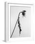 Amid the Flowers 15, 2021 (b/w photo)-Teis Albers-Framed Giclee Print