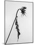 Amid the Flowers 15, 2021 (b/w photo)-Teis Albers-Mounted Giclee Print