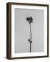 Amid the Flowers 16, 2021 (b/w photo)-Teis Albers-Framed Giclee Print