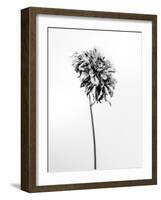 Amid the Flowers 17, 2021 (b/w photo)-Teis Albers-Framed Giclee Print