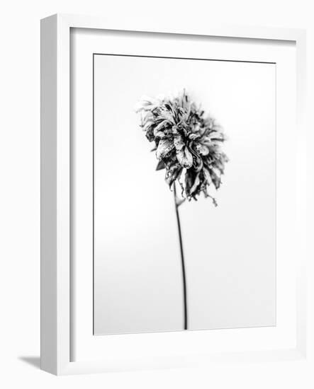 Amid the Flowers 17, 2021 (b/w photo)-Teis Albers-Framed Giclee Print