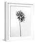 Amid the Flowers 17, 2021 (b/w photo)-Teis Albers-Framed Giclee Print