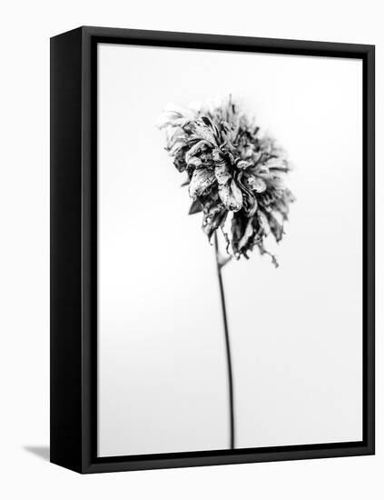 Amid the Flowers 17, 2021 (b/w photo)-Teis Albers-Framed Stretched Canvas