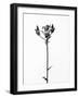 Amid the Flowers 19, 2021 (b/w photo)-Teis Albers-Framed Giclee Print