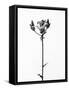 Amid the Flowers 19, 2021 (b/w photo)-Teis Albers-Framed Stretched Canvas