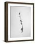 Amid the Flowers 22, 2021 (b/w photo)-Teis Albers-Framed Giclee Print