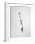 Amid the Flowers 22, 2021 (b/w photo)-Teis Albers-Framed Giclee Print