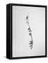 Amid the Flowers 22, 2021 (b/w photo)-Teis Albers-Framed Stretched Canvas
