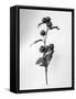 Amid the Flowers 23, 2021 (b/w photo)-Teis Albers-Framed Stretched Canvas