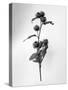 Amid the Flowers 23, 2021 (b/w photo)-Teis Albers-Stretched Canvas