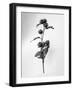 Amid the Flowers 23, 2021 (b/w photo)-Teis Albers-Framed Giclee Print