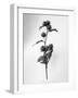 Amid the Flowers 23, 2021 (b/w photo)-Teis Albers-Framed Giclee Print