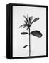 Amid the Flowers 30, 2021 (b/w photo)-Teis Albers-Framed Stretched Canvas