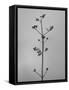 Amid the Flowers 4, 2021 (b/w photo)-Teis Albers-Framed Stretched Canvas