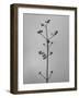 Amid the Flowers 4, 2021 (b/w photo)-Teis Albers-Framed Giclee Print