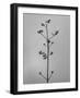 Amid the Flowers 4, 2021 (b/w photo)-Teis Albers-Framed Giclee Print