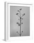 Amid the Flowers 4, 2021 (b/w photo)-Teis Albers-Framed Giclee Print