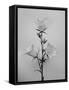 Amid the Flowers 43, 2021 (b/w photo)-Teis Albers-Framed Stretched Canvas