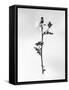 Amid the Flowers 48, 2021 (b/w photo)-Teis Albers-Framed Stretched Canvas