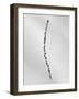 Amid the Flowers 54, 2021 (b/w photo)-Teis Albers-Framed Giclee Print