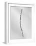 Amid the Flowers 54, 2021 (b/w photo)-Teis Albers-Framed Giclee Print