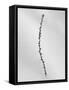 Amid the Flowers 54, 2021 (b/w photo)-Teis Albers-Framed Stretched Canvas