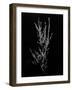 Amid the Flowers 56, 2021 (b/w photo)-Teis Albers-Framed Giclee Print